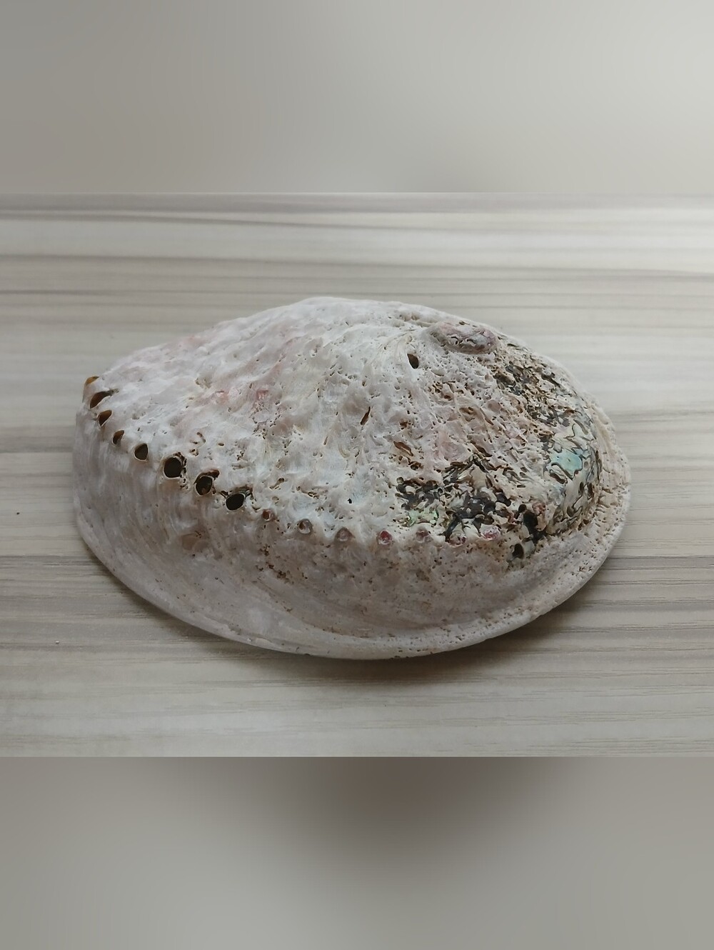 Genuine Abalone Shell - Picture 11 of 13